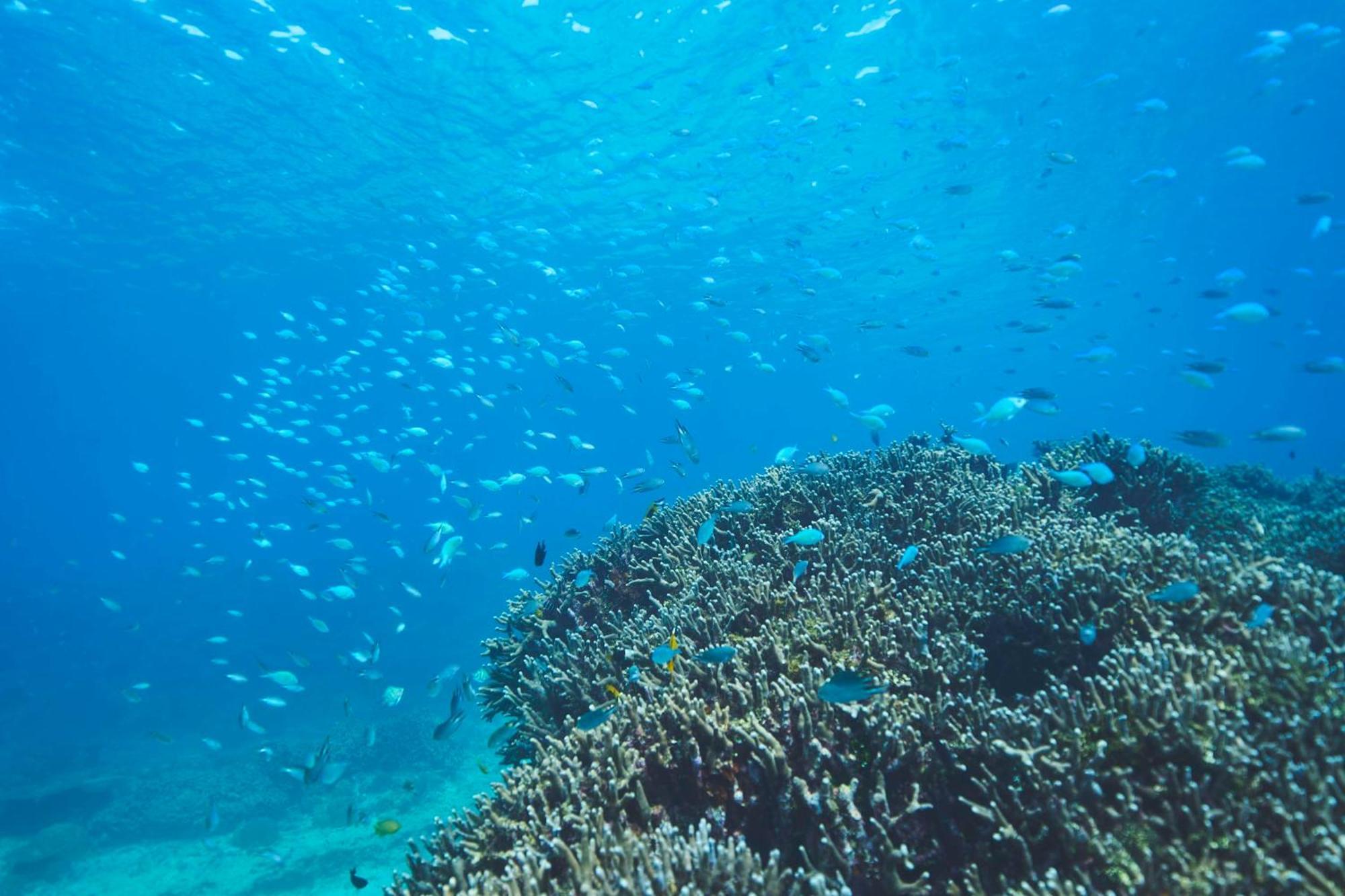 Hyatt Regency Seragaki Island Okinawa Onna Zewnętrze zdjęcie